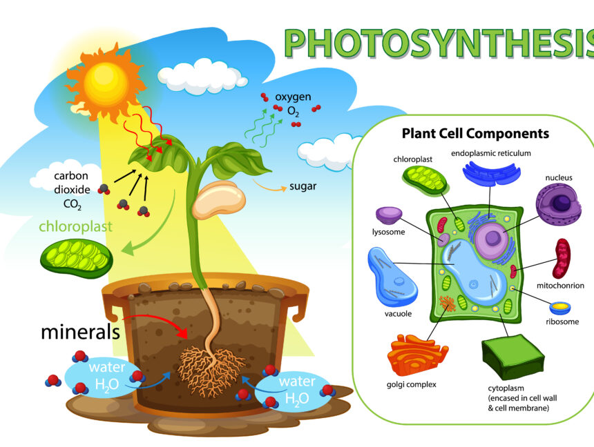د. هاني أحمد مدرس مادة الأحياء والبيولوجي