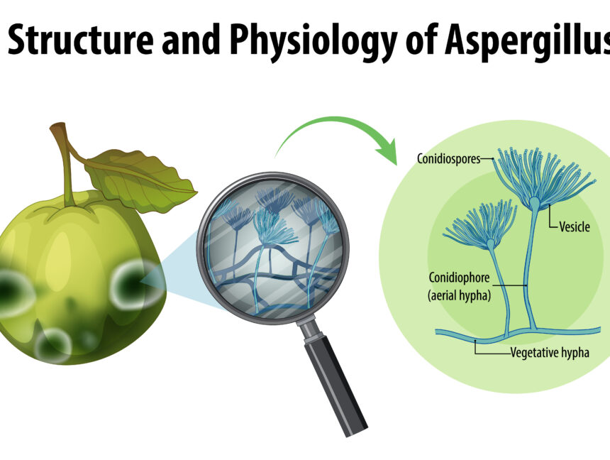 دكتور يوسف مجدي مدرس فسيولوجيا طبيه